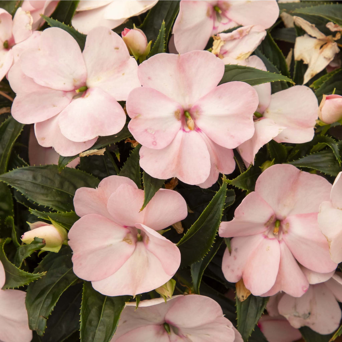 New Guinea Impatiens Cherry Blossum