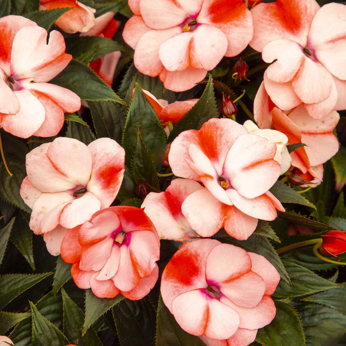 New Guinea Impatiens Peach Star