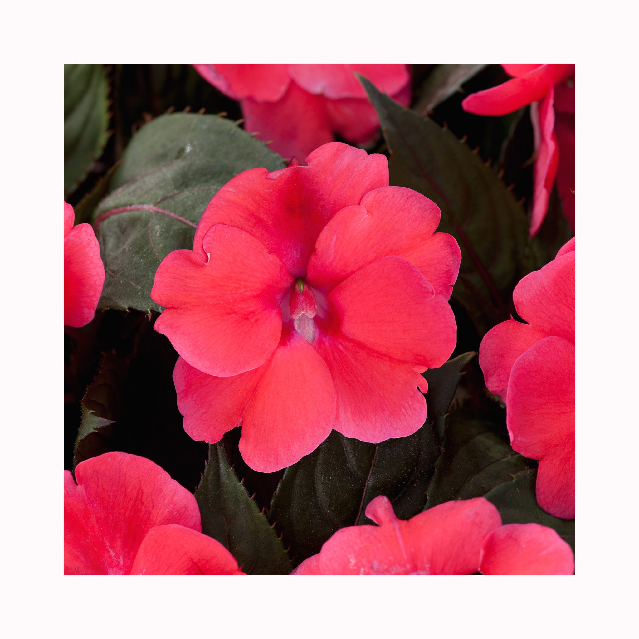 New Guinea Impatiens Compact Deep Rose