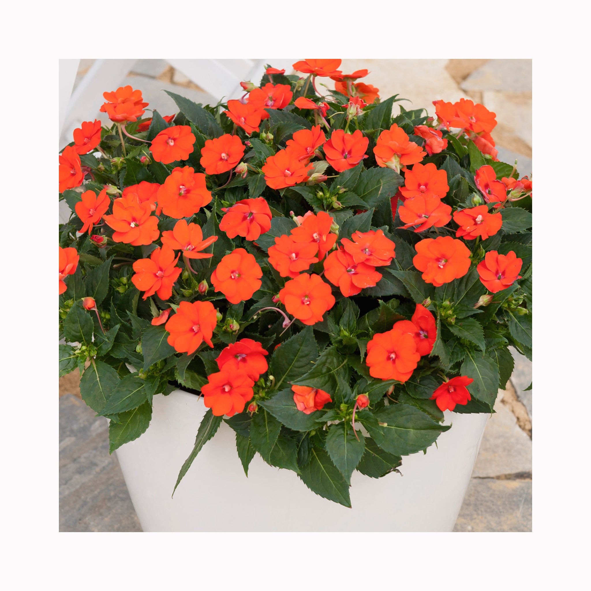 New Guinea Impatiens Compact Electric Orange