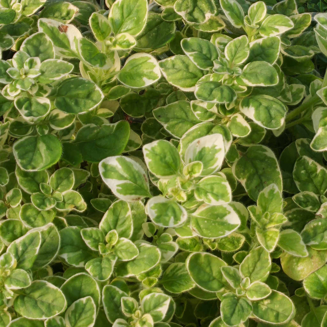 Oregano Country Cream