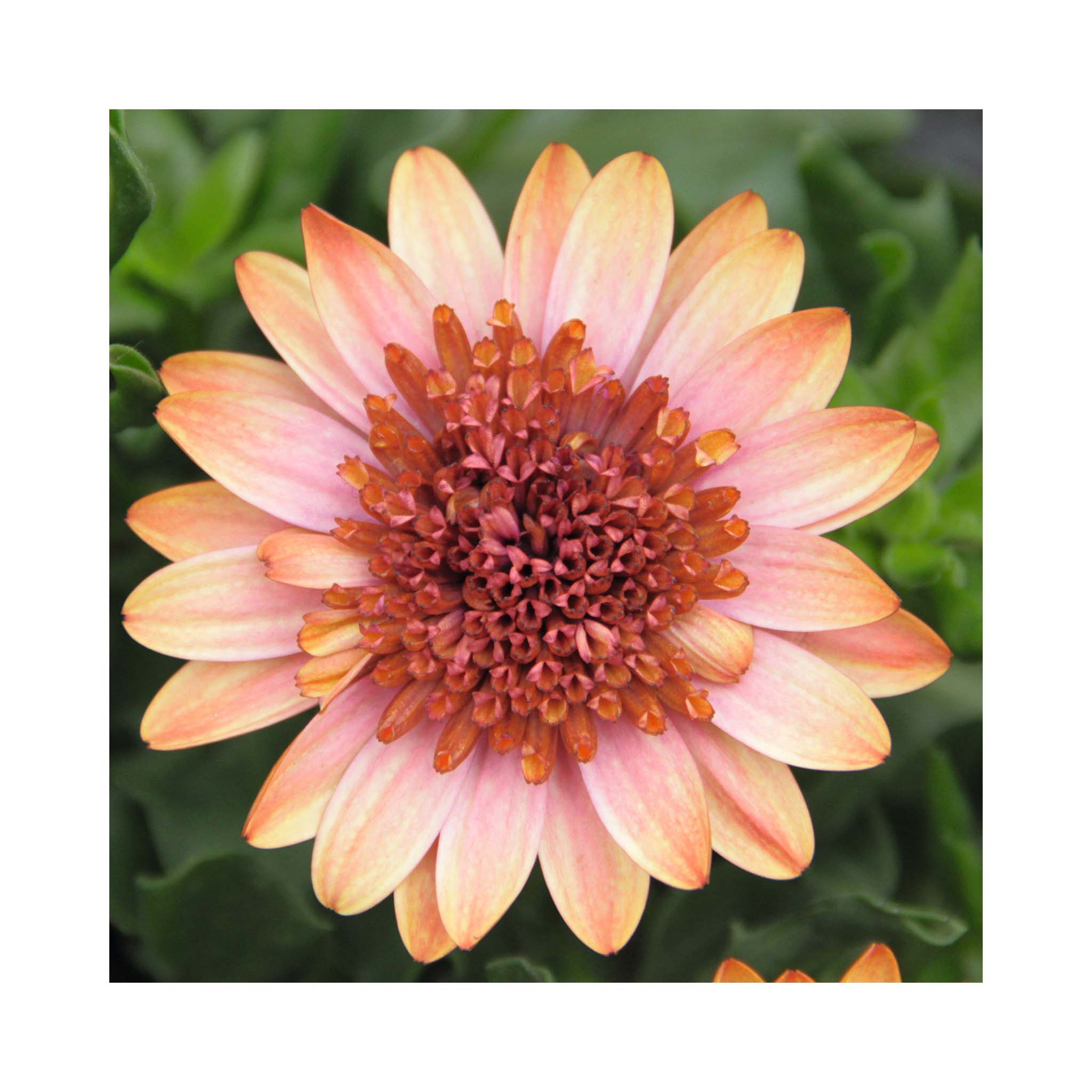 Osteospermum Soleo Double Orange Centre