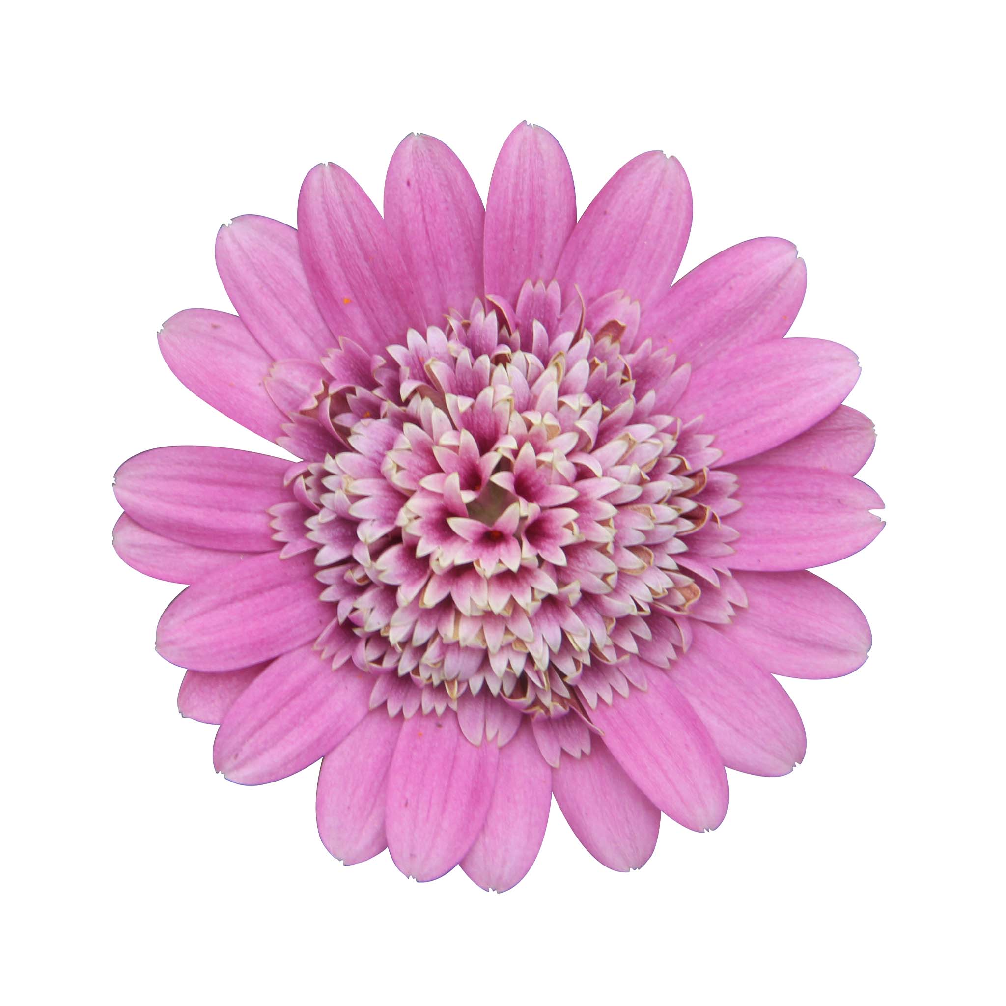 Osteospermum Soleo Double Pink