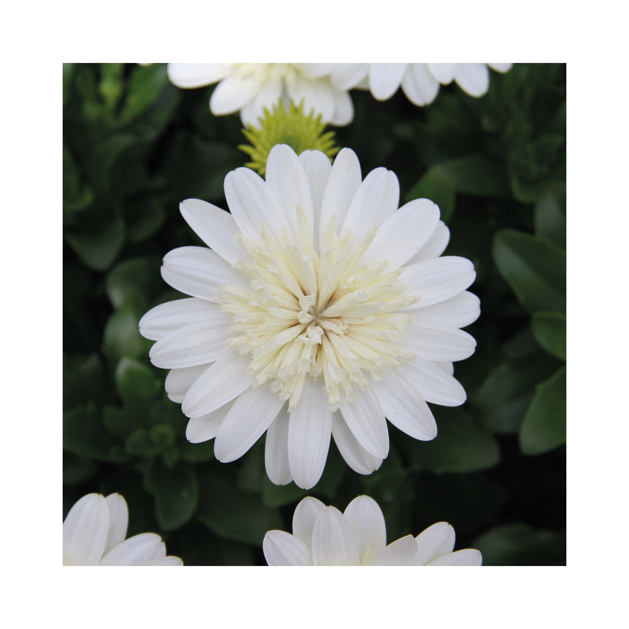 Osteospermum Soleo Double Clear White