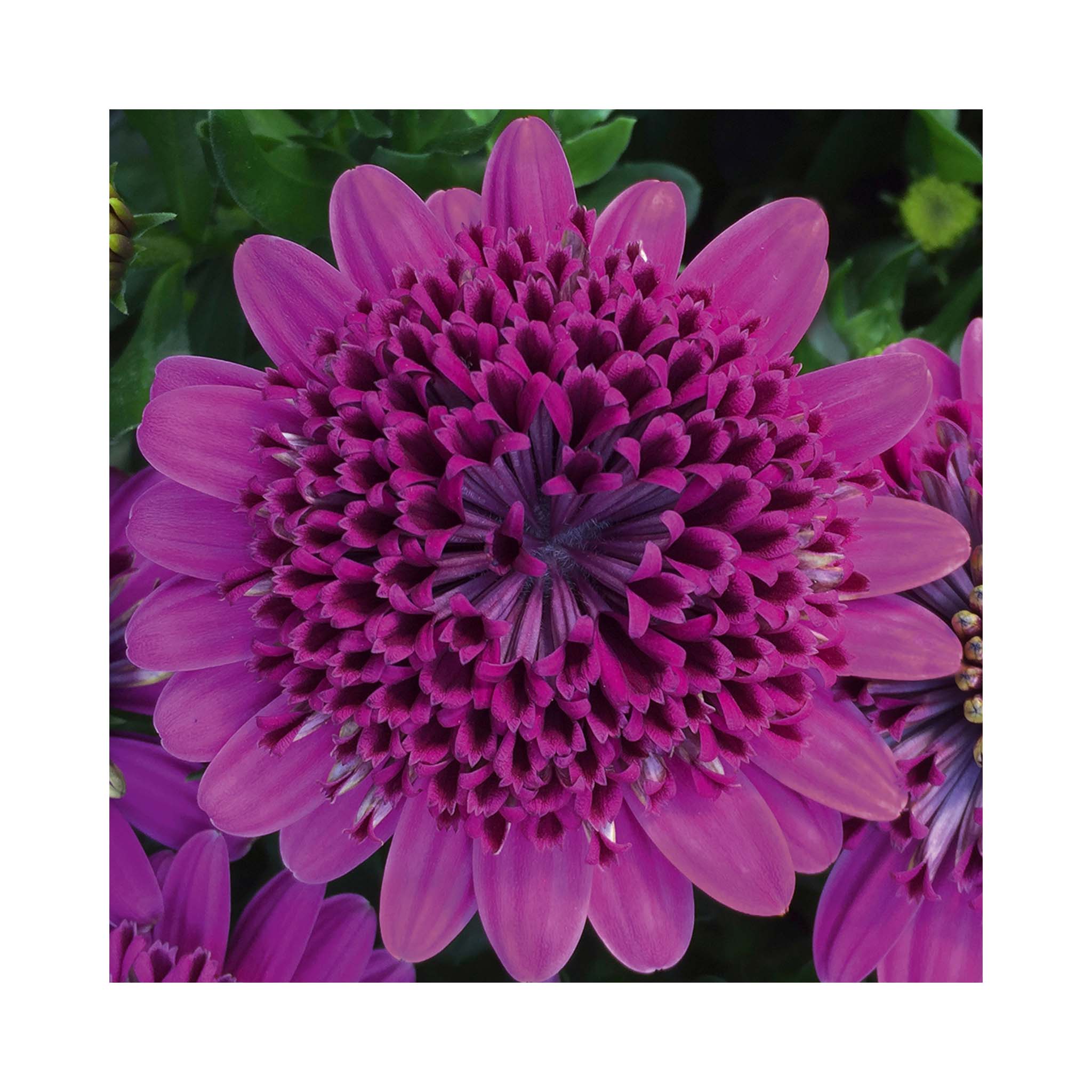 Osteospermum Soleo Double Purple