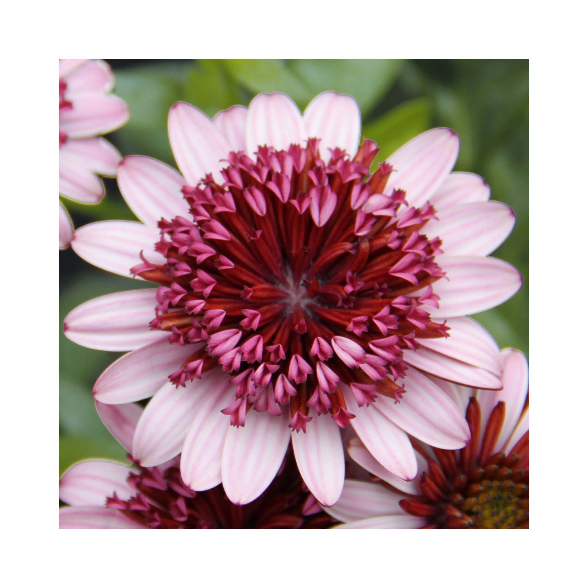 Osteospermum Soleo Double Rose