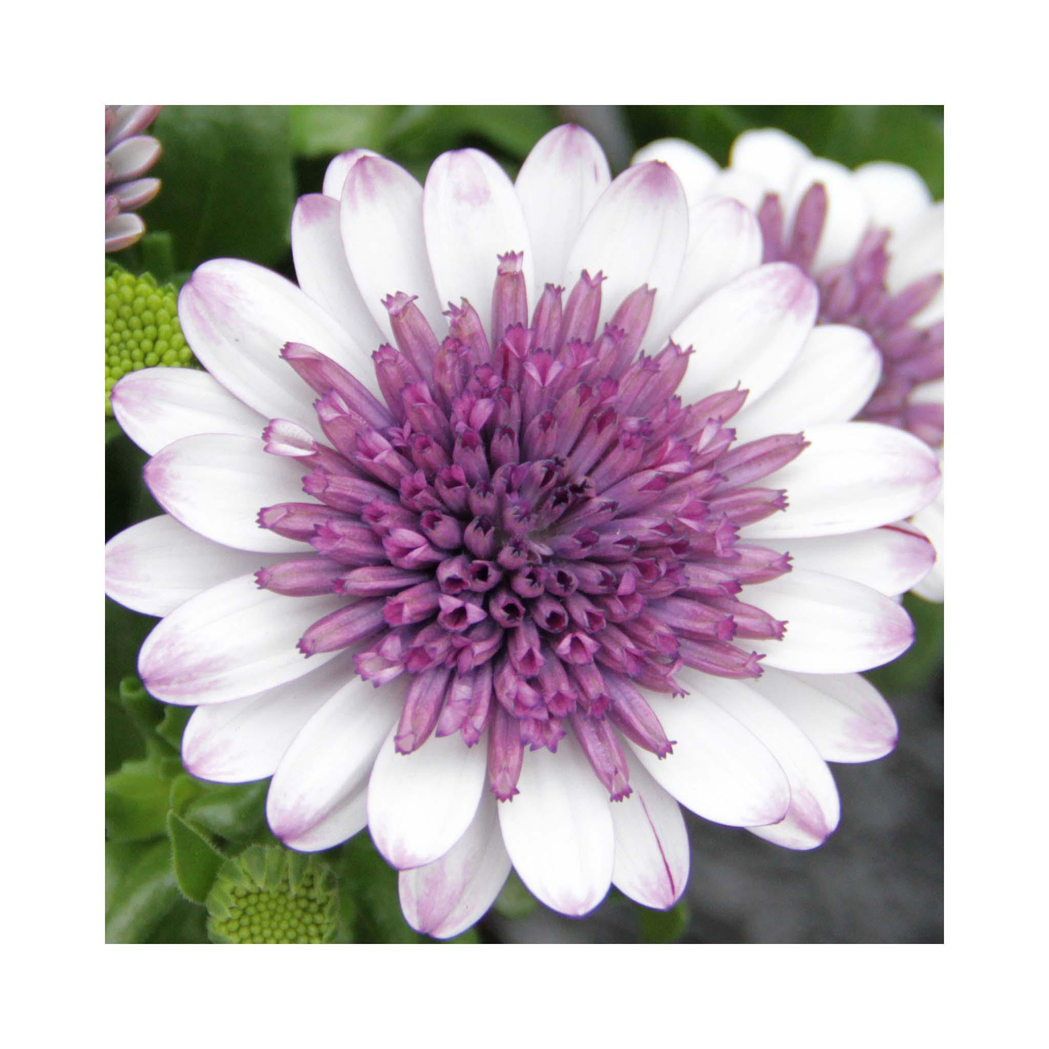 Osteospermum Soleo Double White Blush