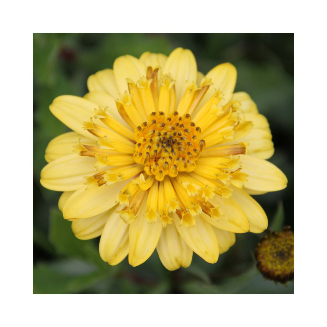 Osteospermum Soleo Double Yellow