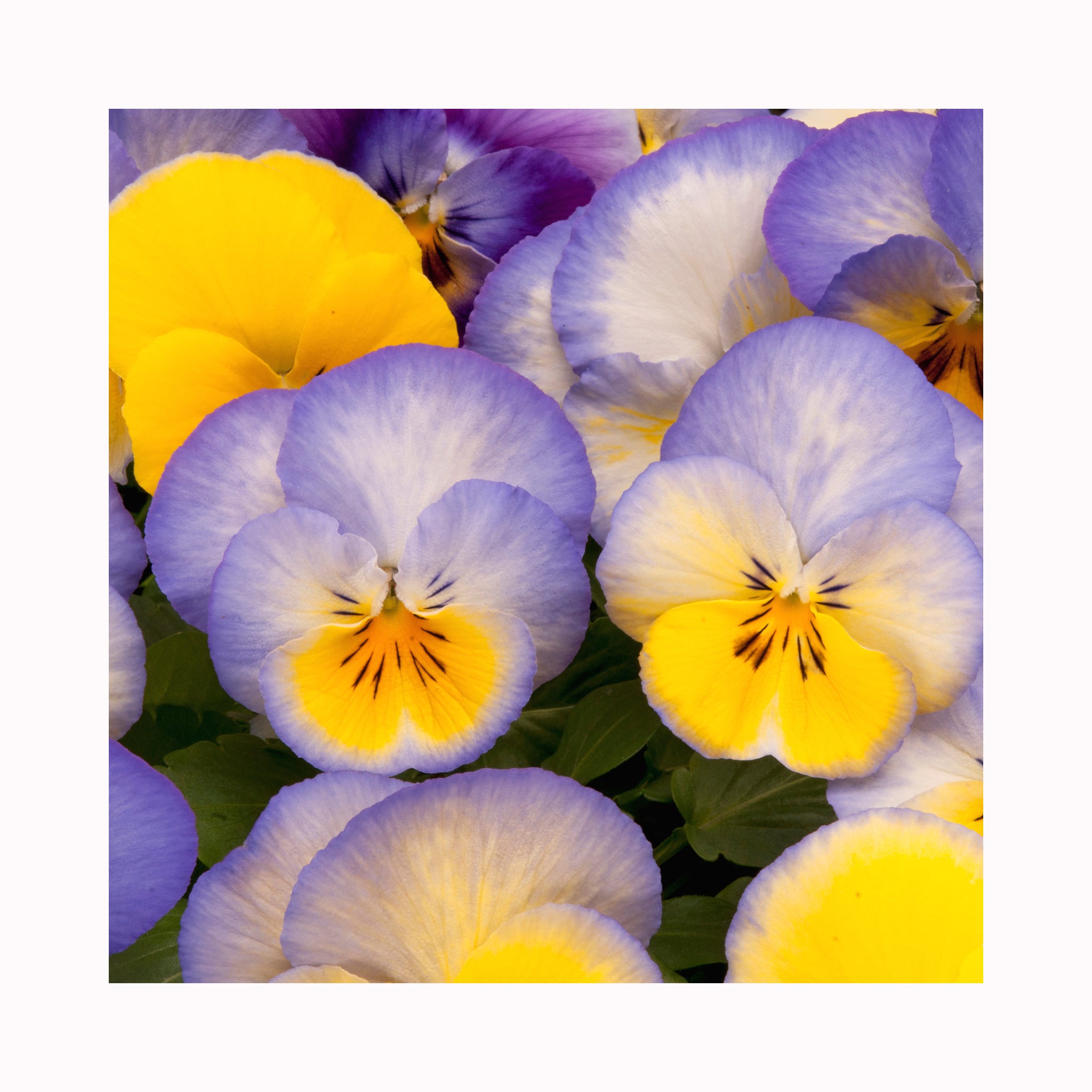 Pansy Cool Wave Blueberry Swirl