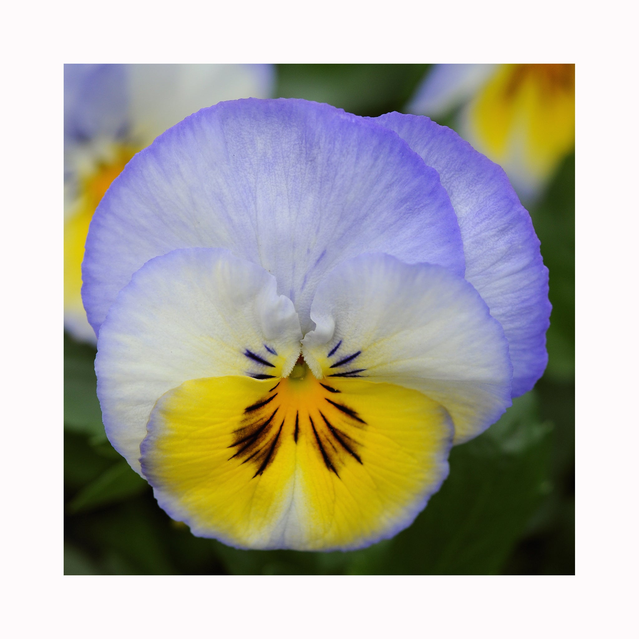 Pansy Cool Wave Collection