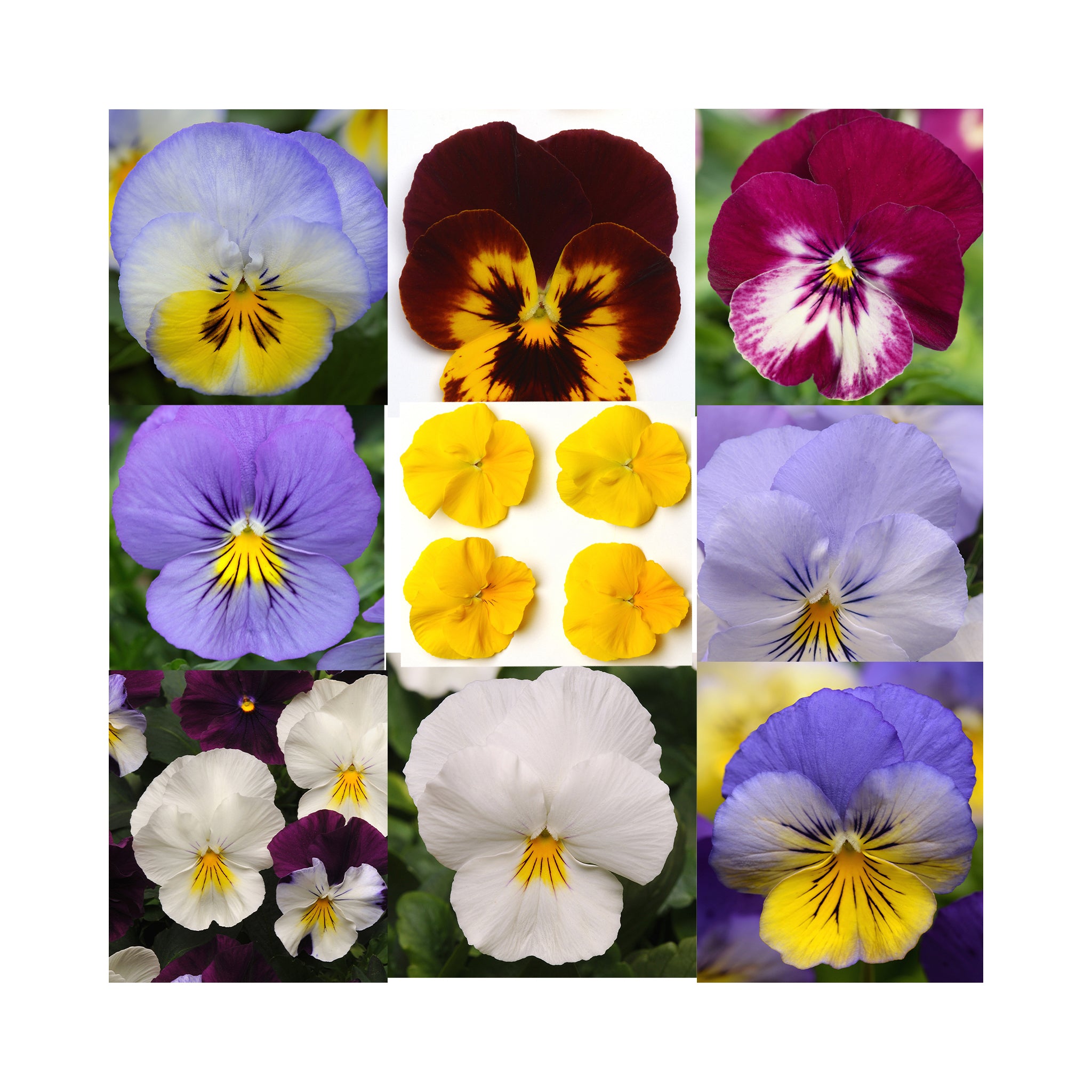 Pansy Cool Wave Collection