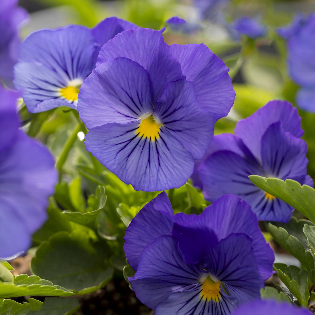 Pansy Freefall Blue