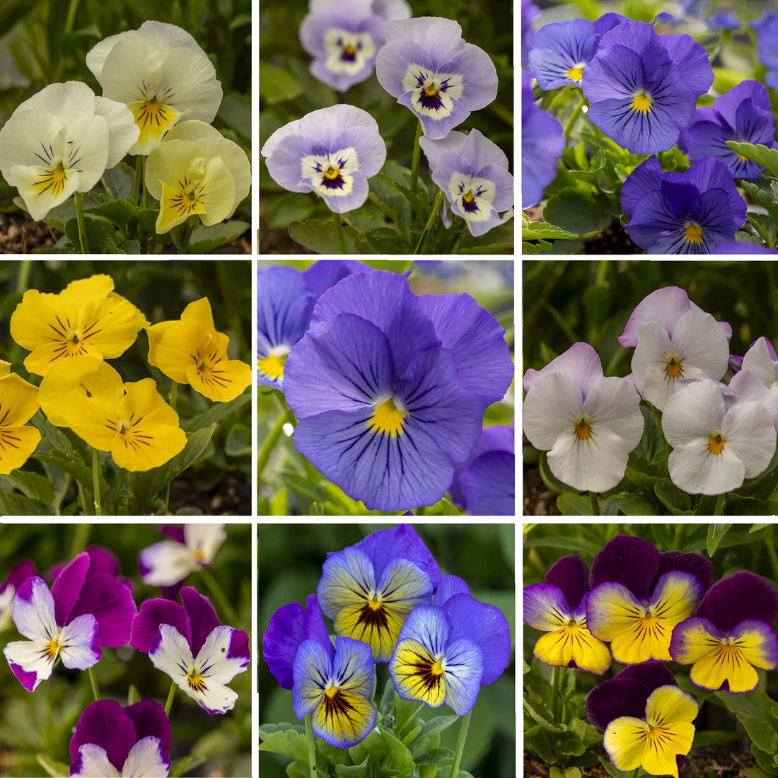 Pansy Freefall Collection