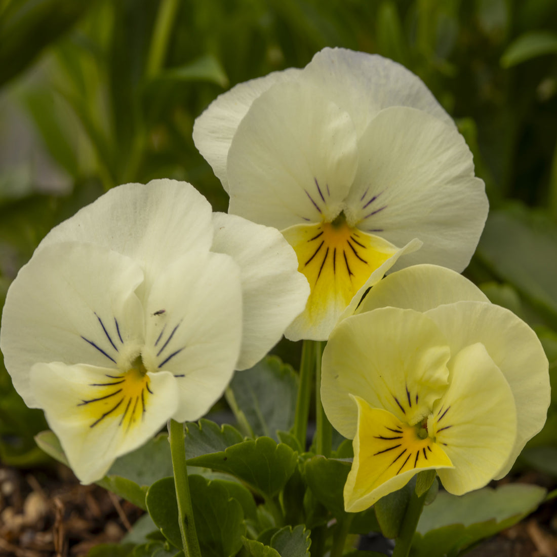 Pansy Freefall Cream