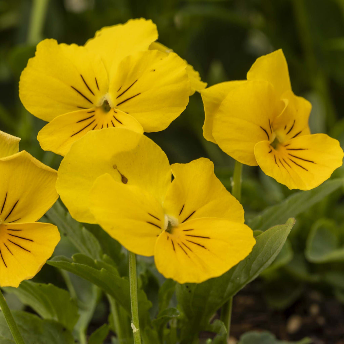 Pansy Freefall Golden Yellow