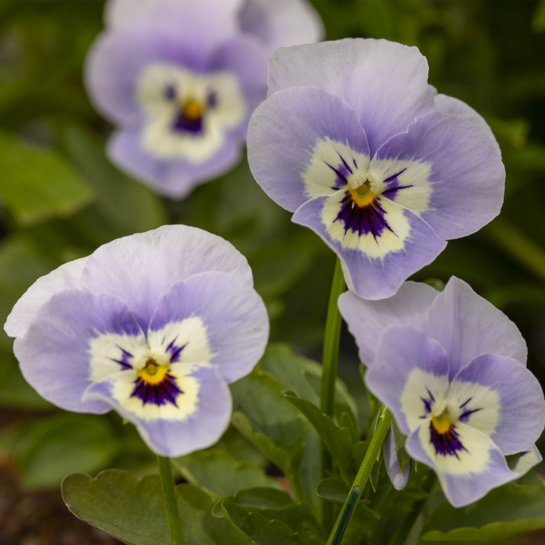 Pansy Freefall Marina