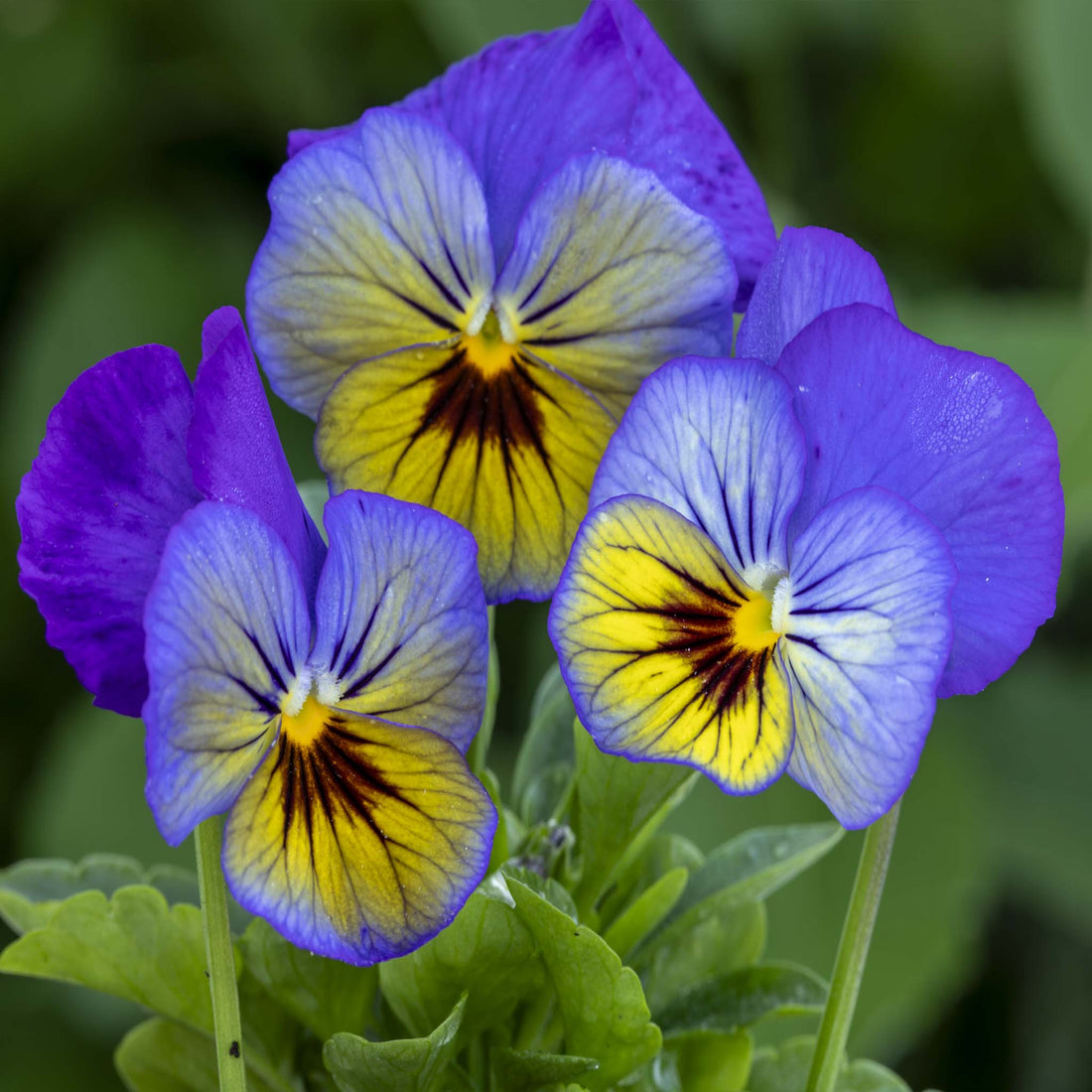 Pansy Freefall Morpho