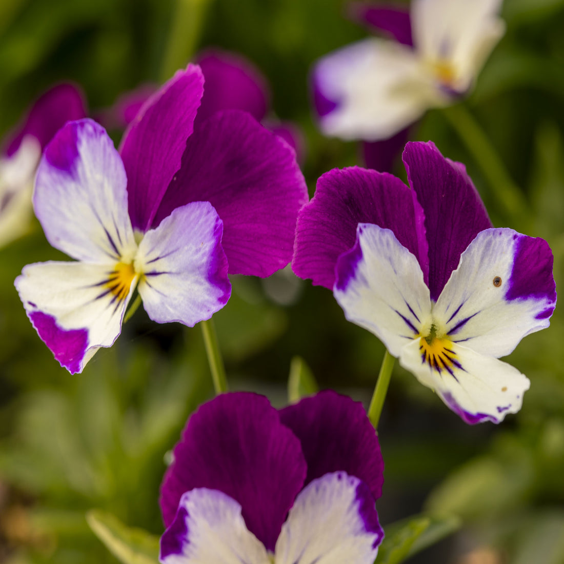 Pansy Freefall Purple and white