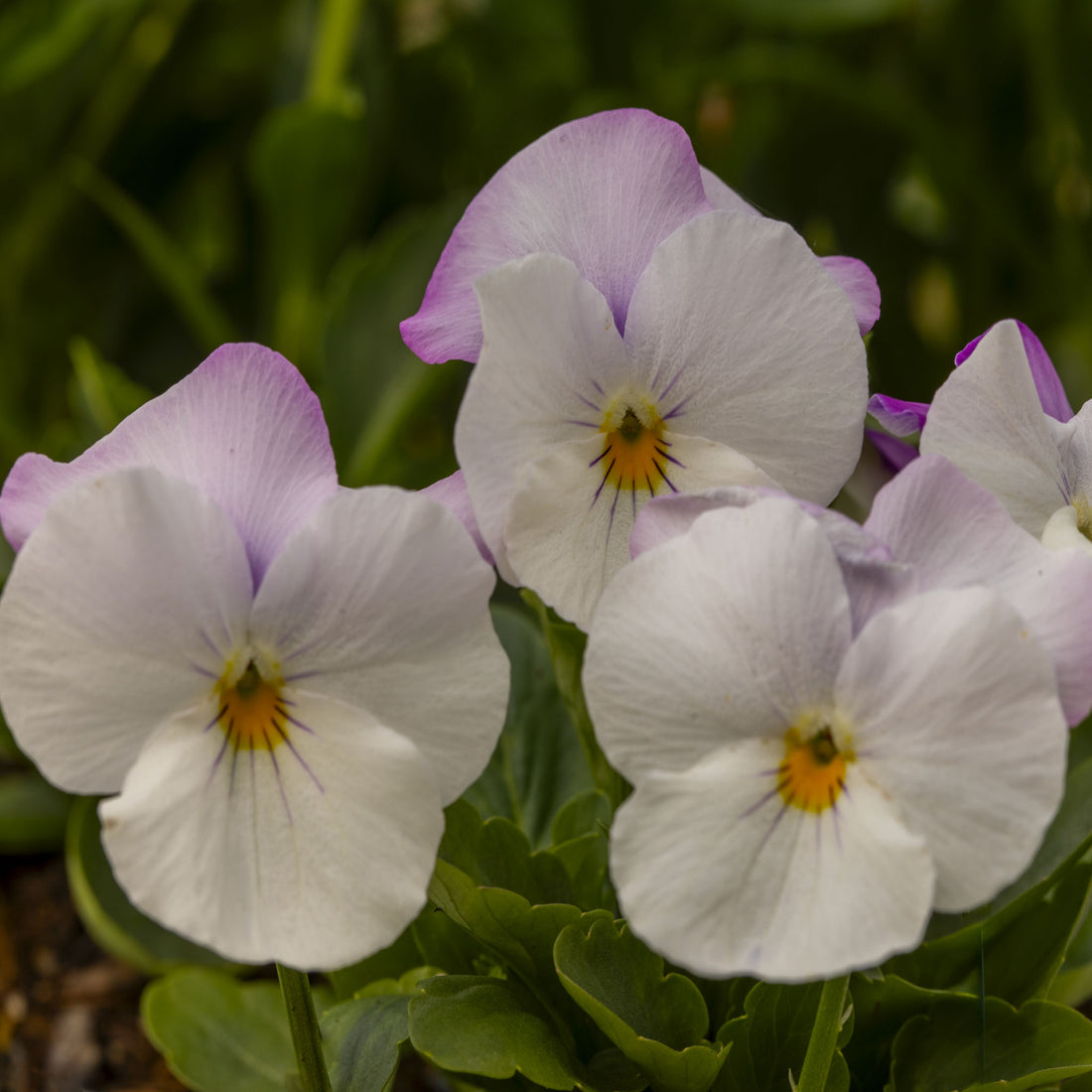 Pansy Freefall White Rose Wing