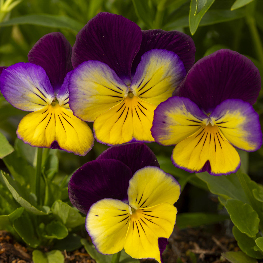 Pansy Freefall Sundown