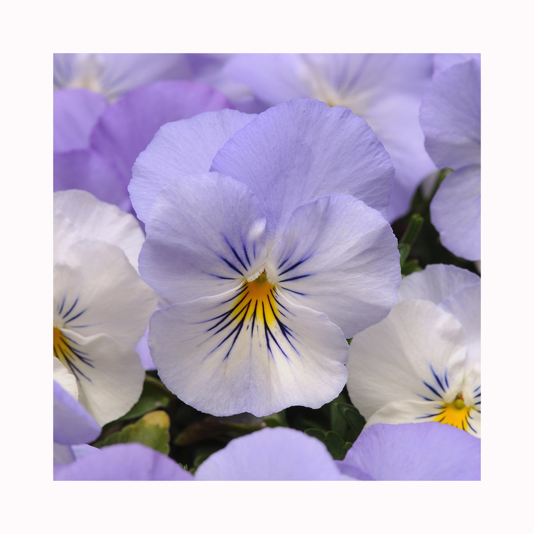 Pansy Cool Wave Frost
