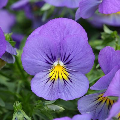 trailing pansy cool wave blue skies