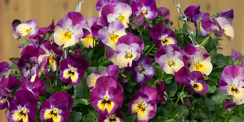 Pansy cool wave raspberry swirl in hanging basket