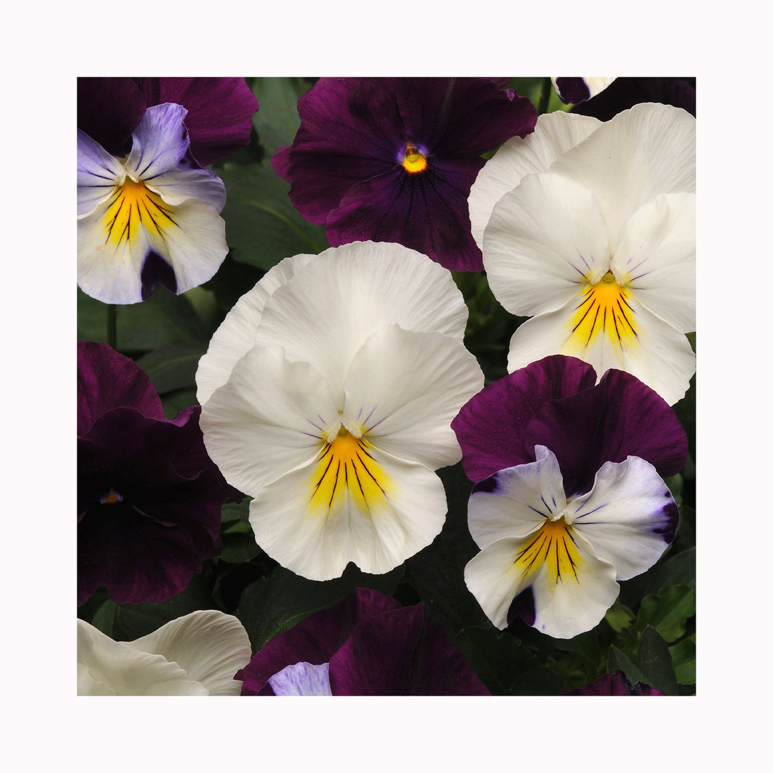 Pansy Cool Wave  Berries &amp; Cream Mix