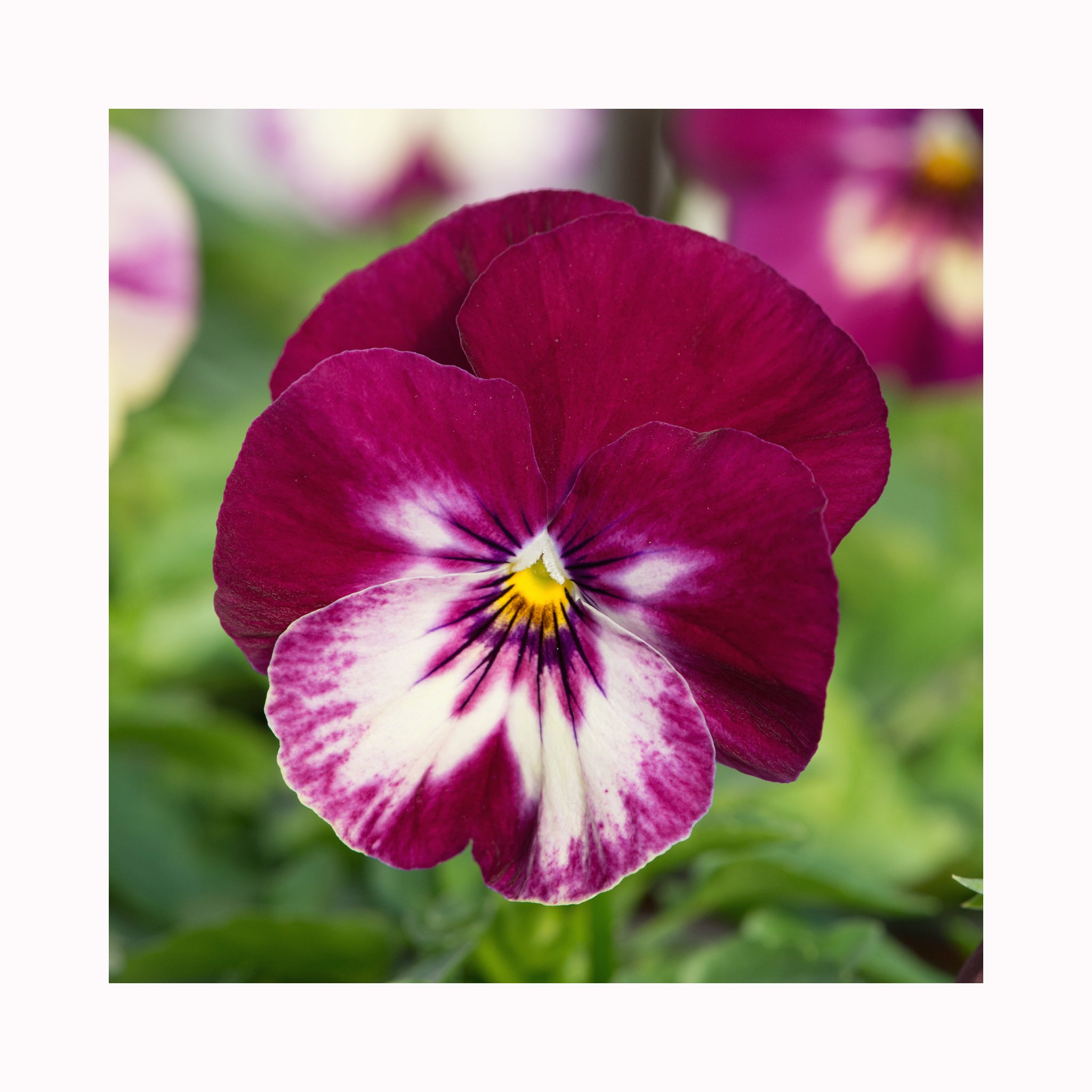 Pansy Cool Wave Raspberry Swirl