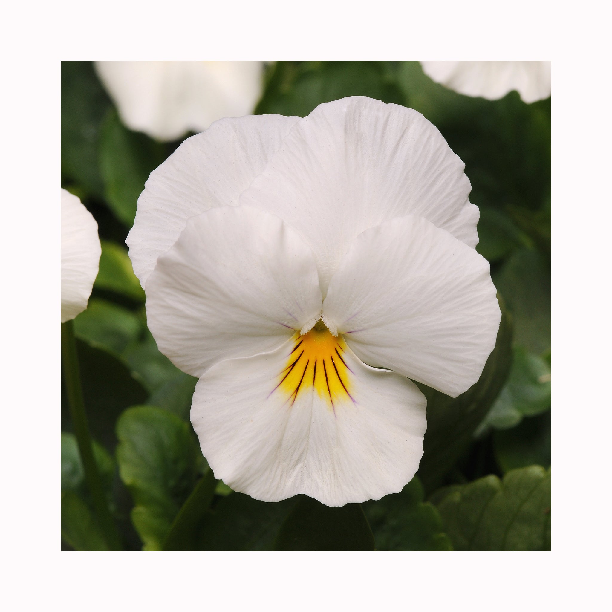 Pansy Cool Wave White