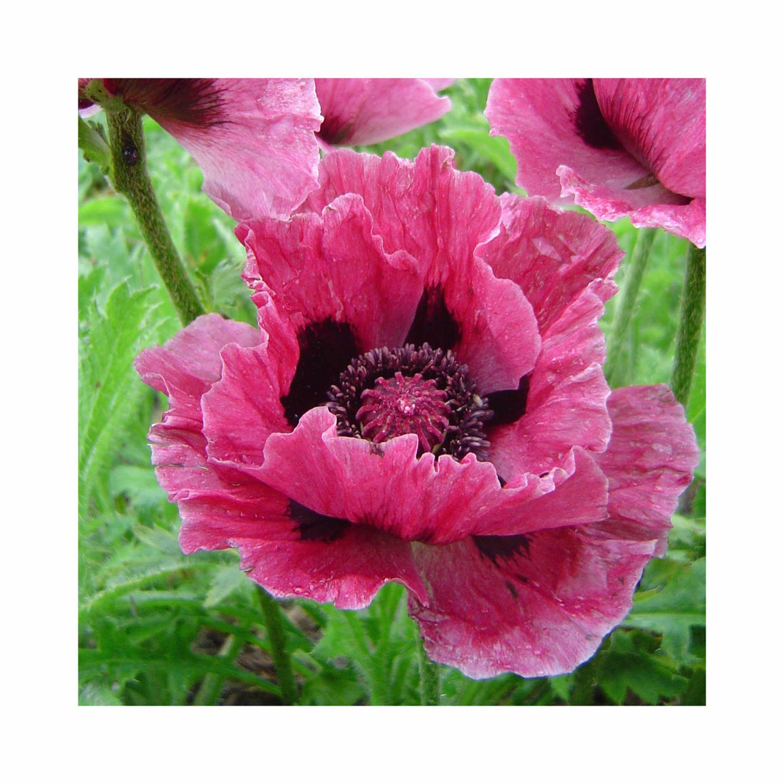 Papaver Bolero