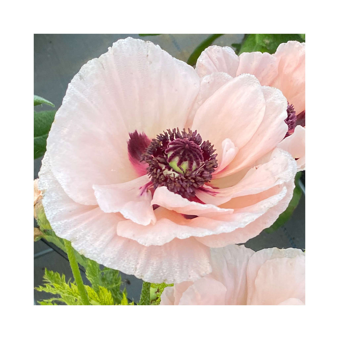 Papaver Paradiso