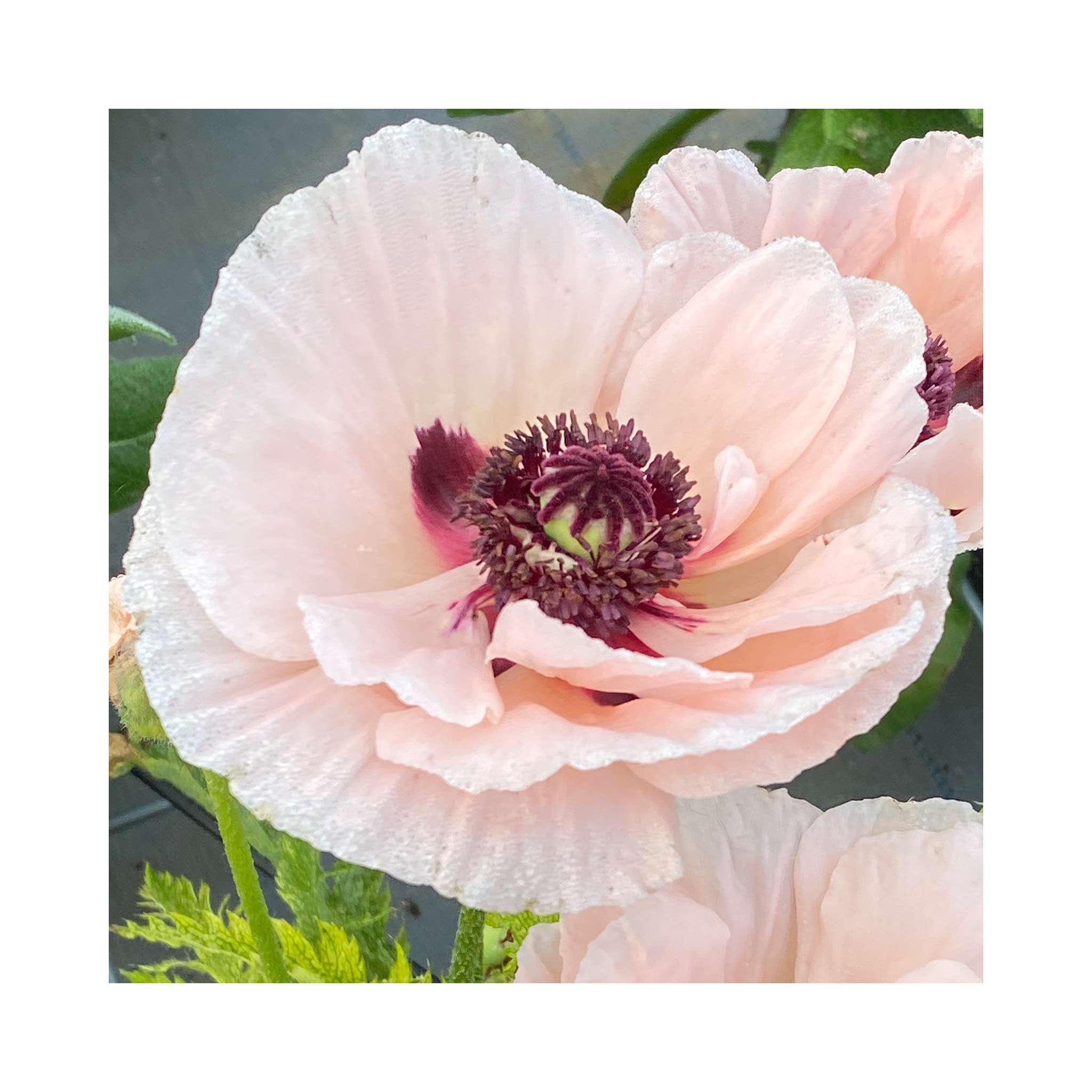 Papaver Paradiso