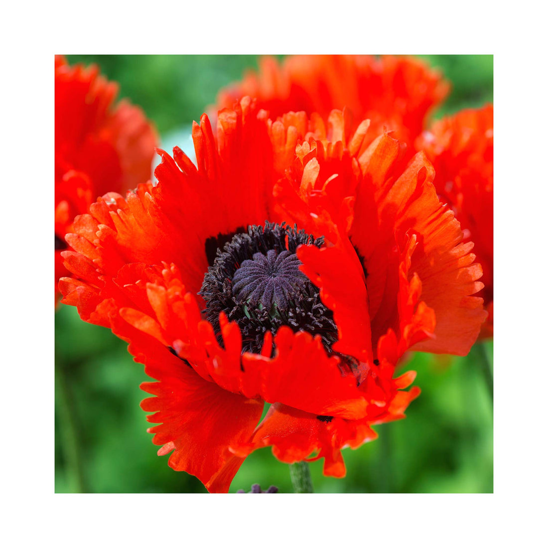 Papaver Turkenlouis