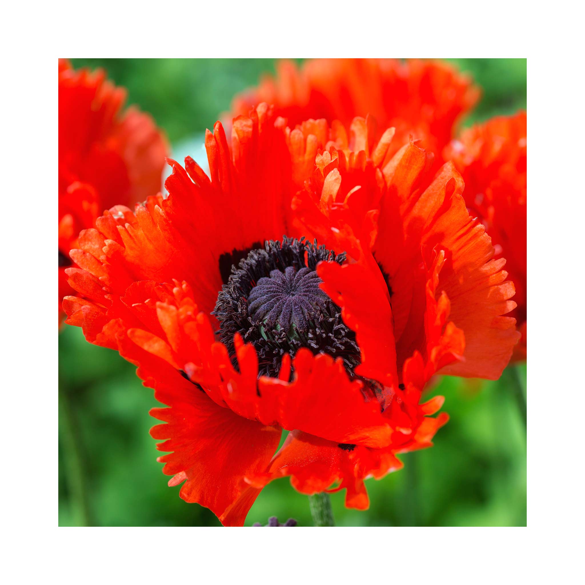 Papaver Turkenlouis