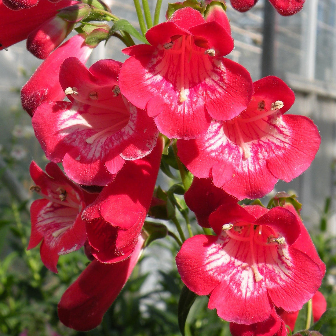 Penstemon King George