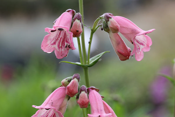 Light pink flowers of penstemon