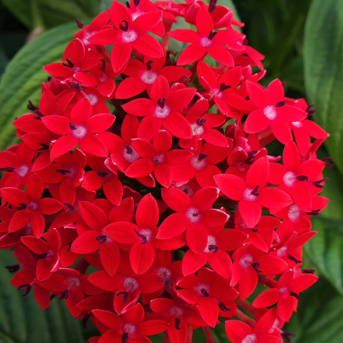 Pentas Festival Red