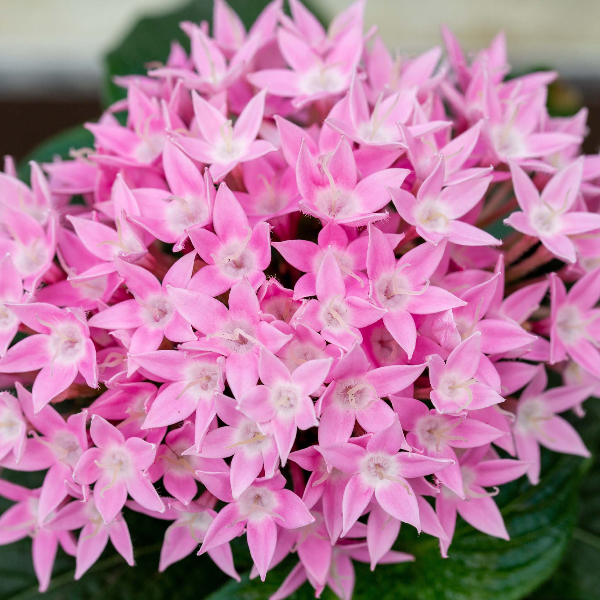 Pentas Festival Lilac