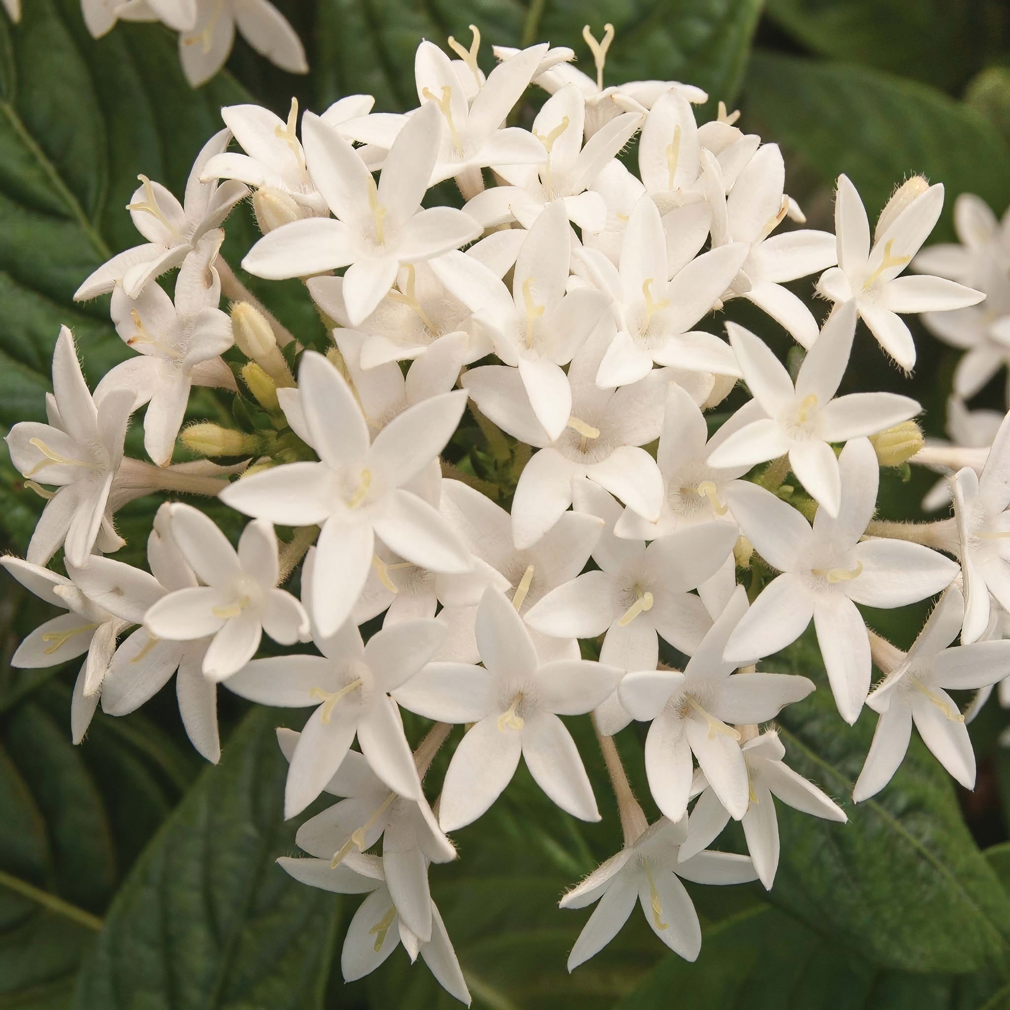 Pentas Polaris