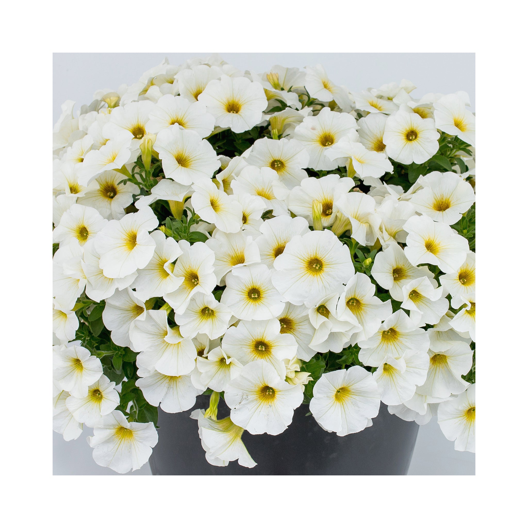 Petunia BeautiCal Pearl White