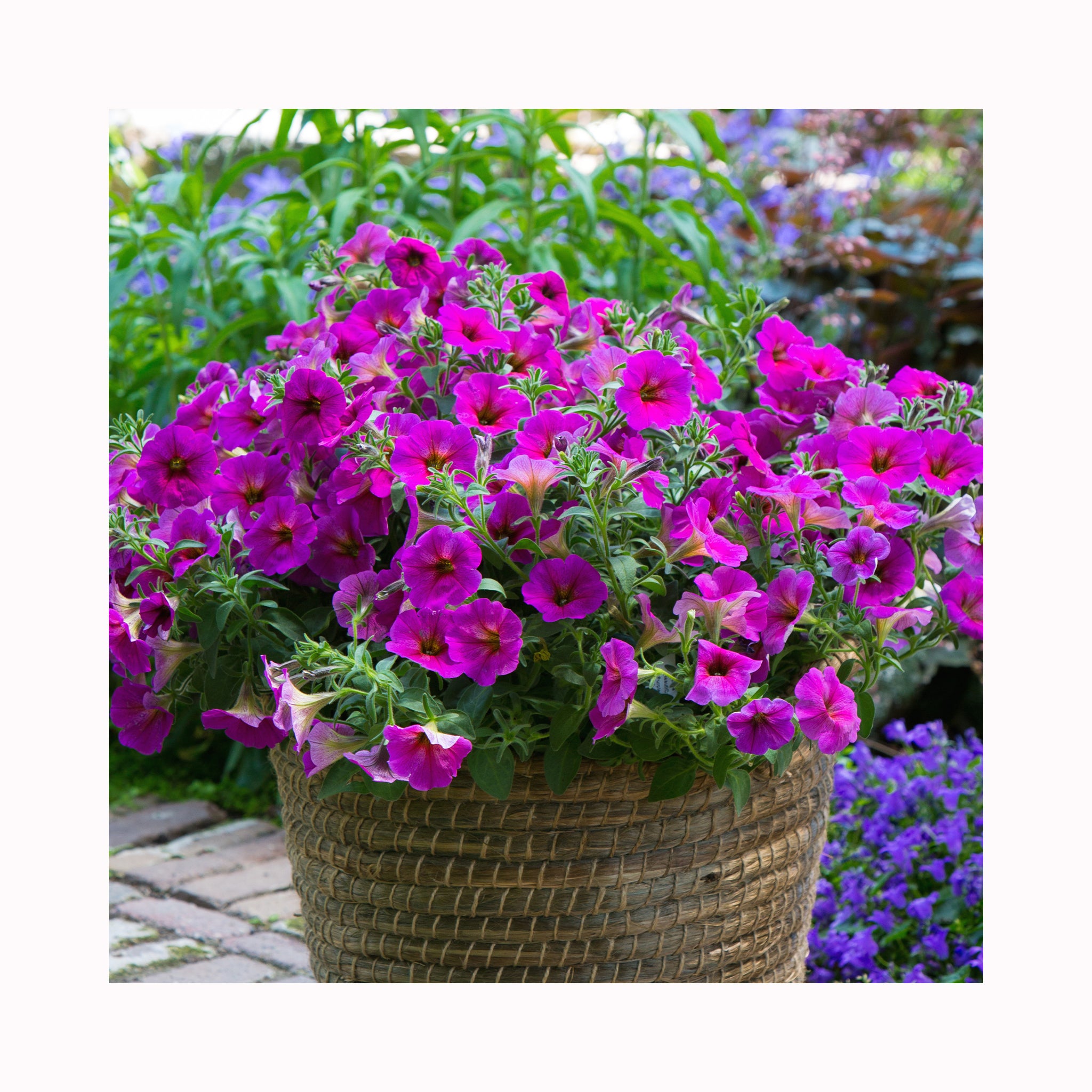 Petunia BeautiCal Purple Dawn