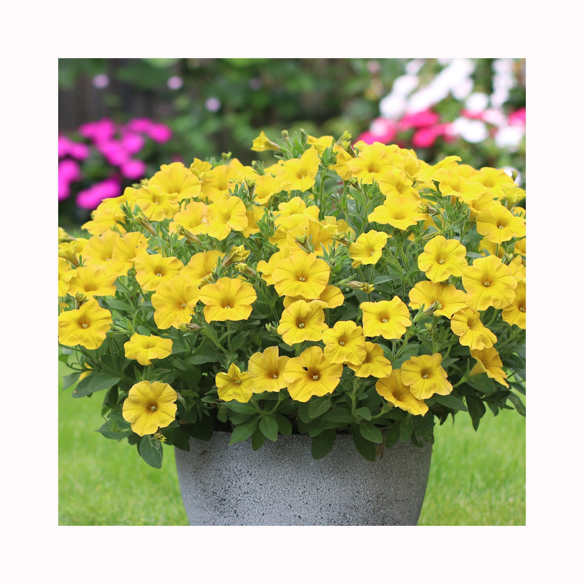 Petunia BeautiCal Yellow Sun