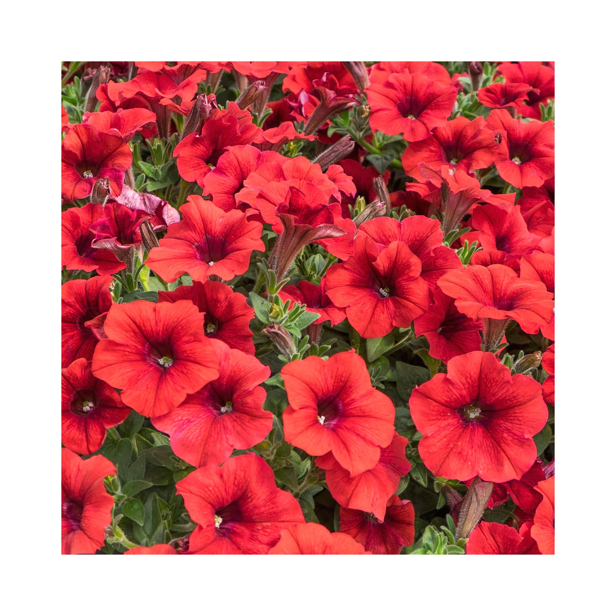 Petunia Prettytoonia Red