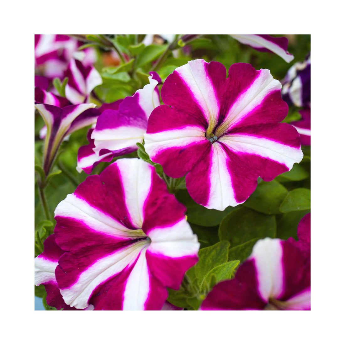 Petunia Prettytoonia White Purple Star