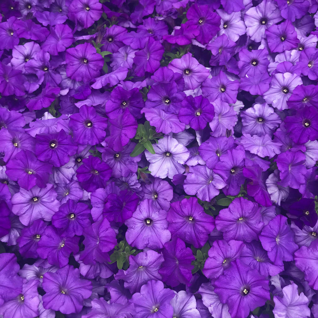 Petunia Prettytoonia Blue