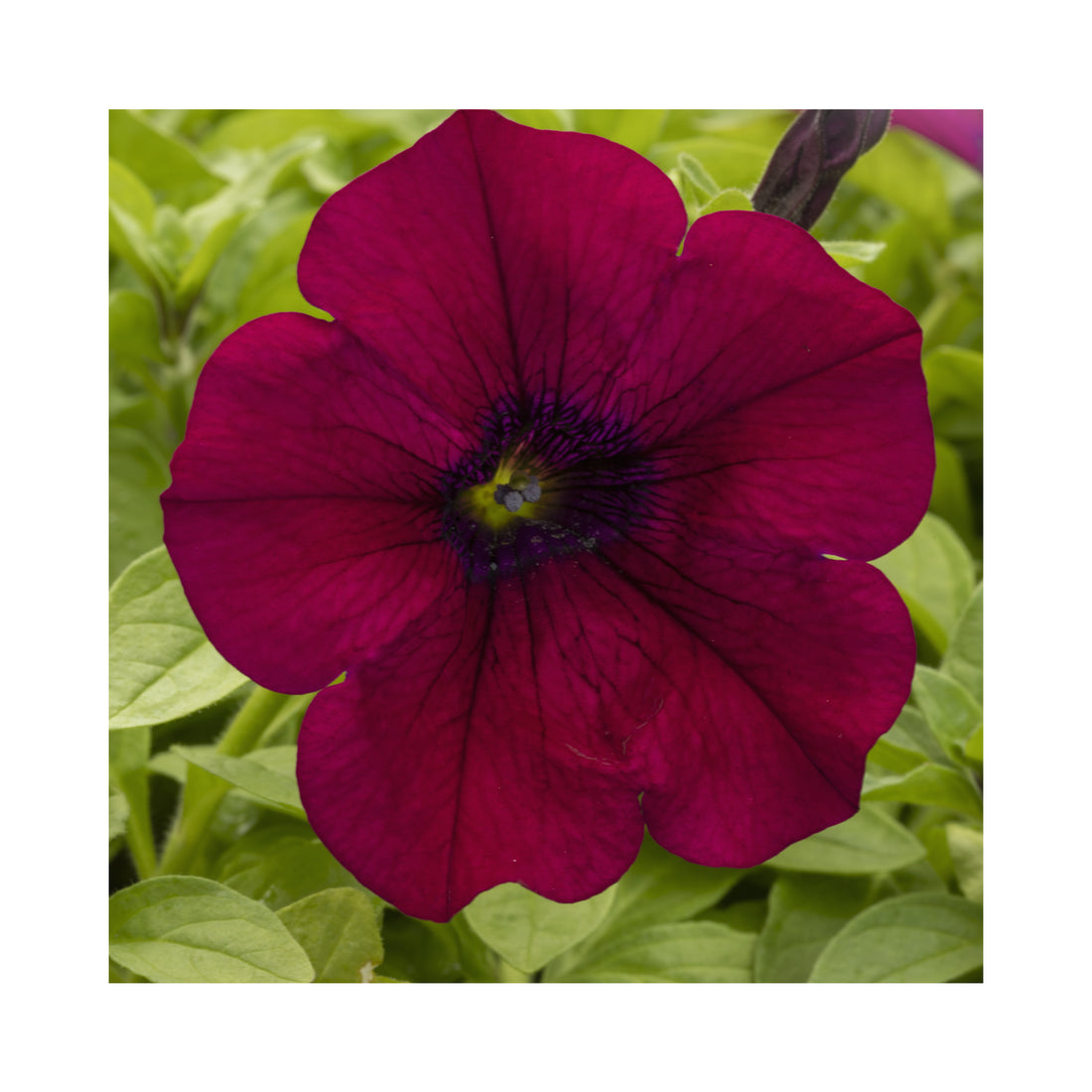 Petunia Surfinia Burgandy