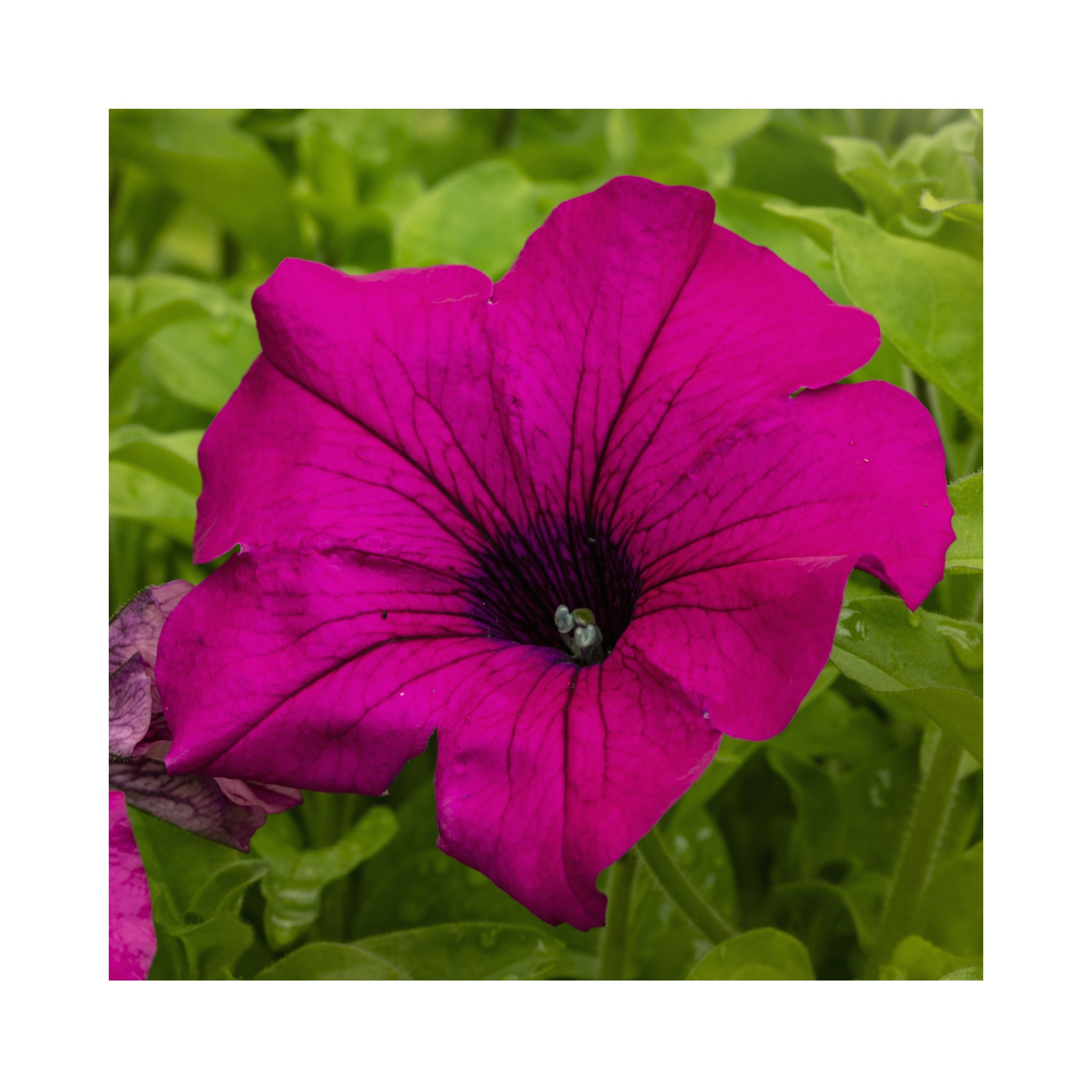 Petunia Surfinia Giant Purple