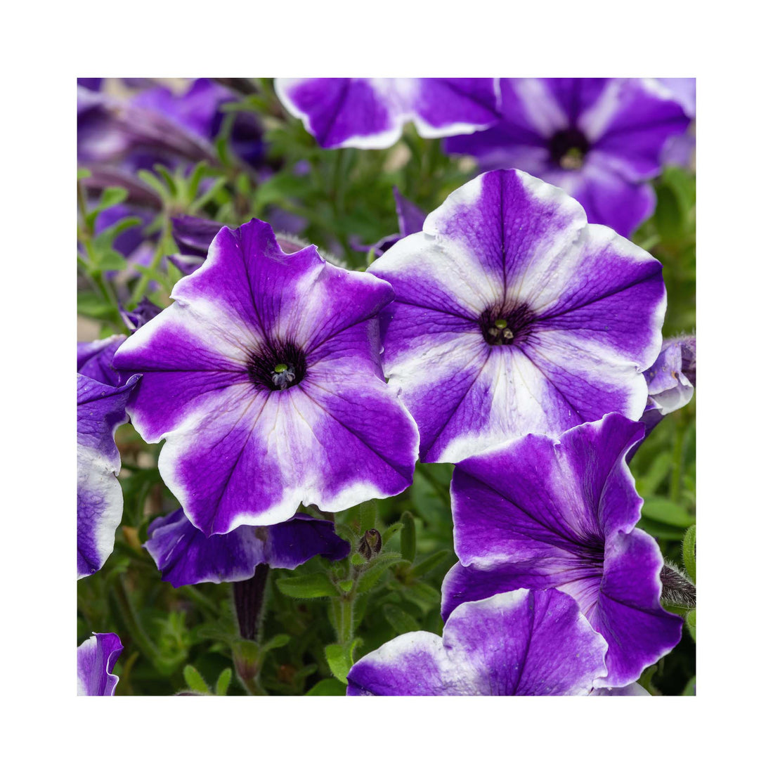 Petunia Surfinia Lagoon Blue Star