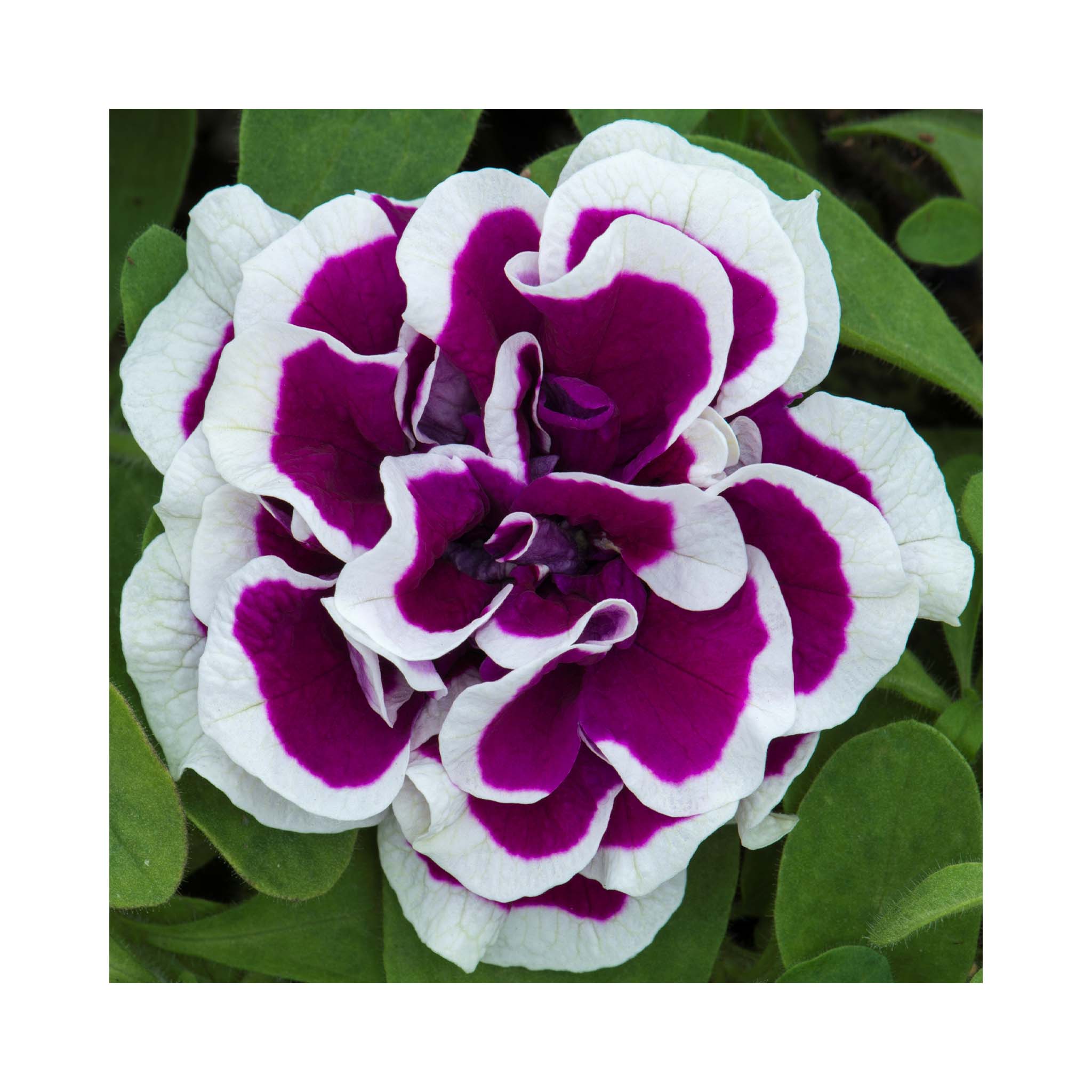 Petunia Double Tumbelina Collection